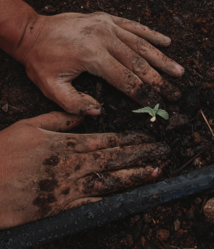 Hands tending a seedling
